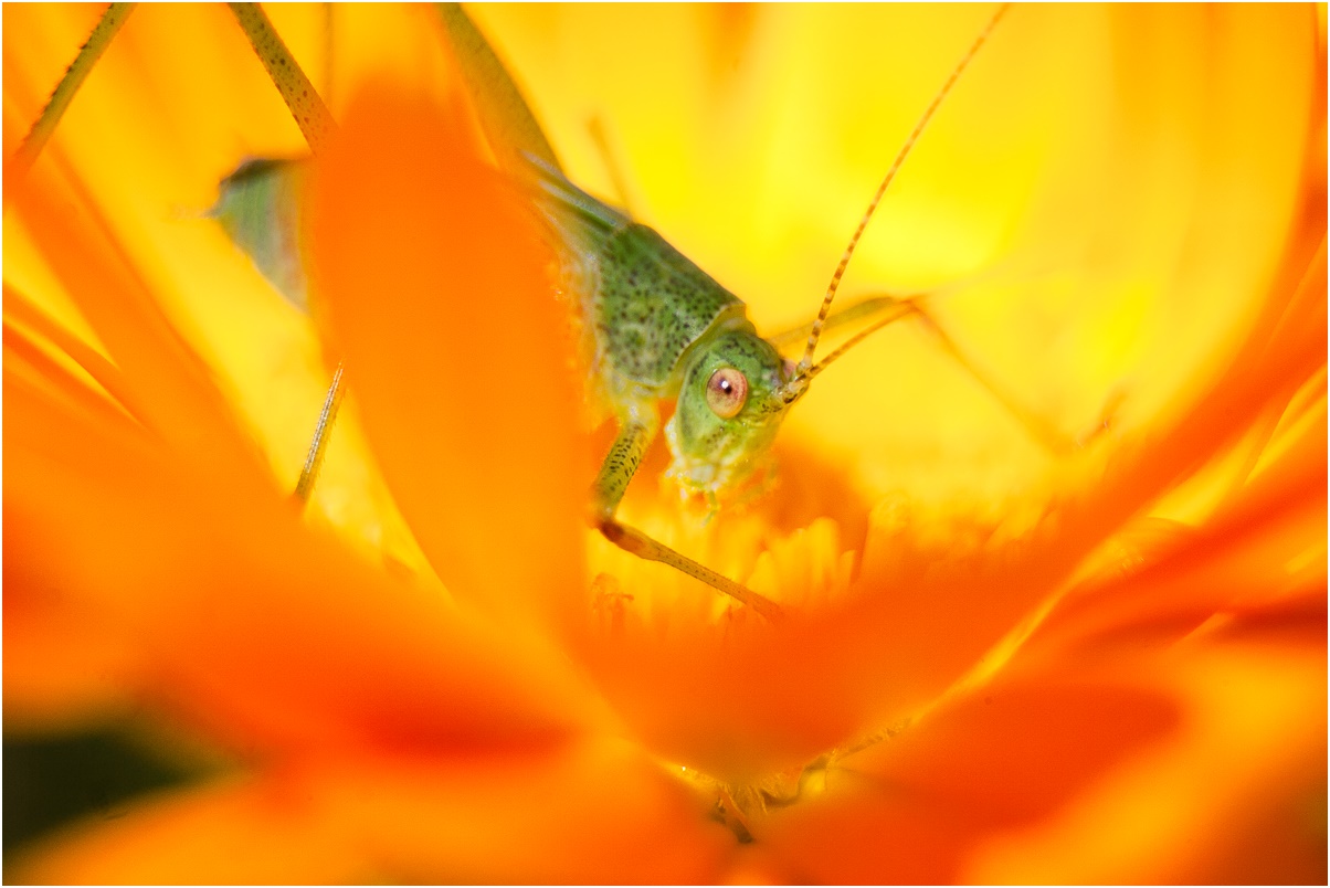 IMAGE: http://img115.xooimage.com/files/1/0/4/_mg_0142-5869ebf.jpg