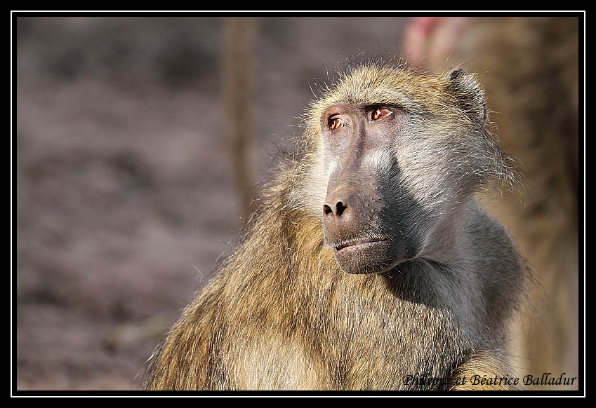 Vincent Munier, photographe Babouin_01-57023c4